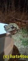 /home//u458753944/public_html/sourcegallery///////Roxborough Toad Detour/2025/2025-04-19/20250419_203600.jpg